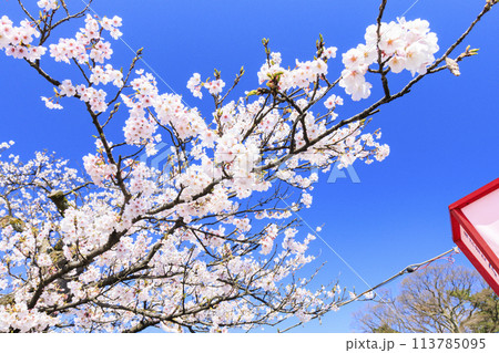 桜満開の高田城址公園 113785095