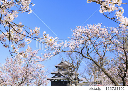 桜満開の高田城址公園 113785102