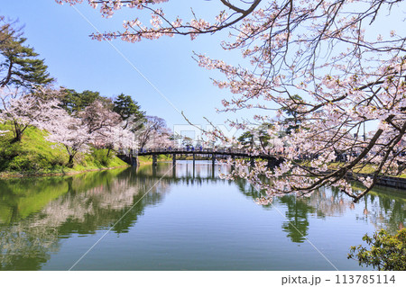 桜満開の高田城址公園 桜満開の高田城址公園 113785114