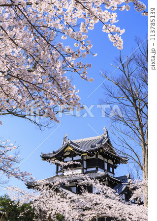桜満開の高田城址公園 113785139