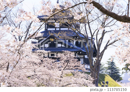 桜満開の高田城址公園 113785150