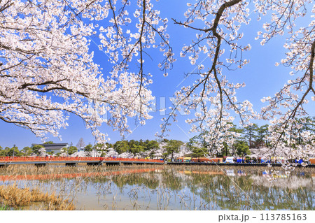 桜満開の高田城址公園 113785163