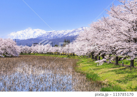 桜満開の高田城址公園 113785170