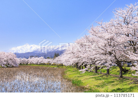 桜満開の高田城址公園 113785171