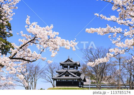 桜満開の高田城址公園 桜満開の高田城址公園 113785174