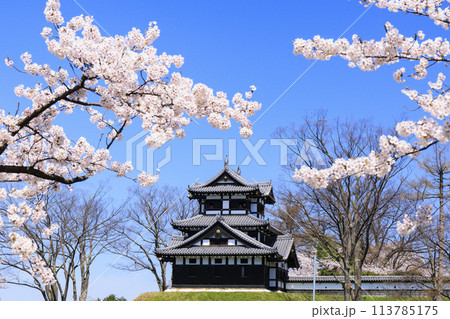 桜満開の高田城址公園 桜満開の高田城址公園 113785175