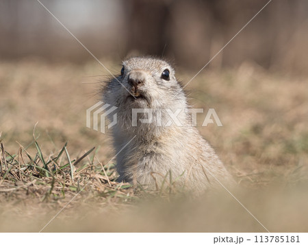 A prairie dog is looking at a camera on a grassy field. 113785181