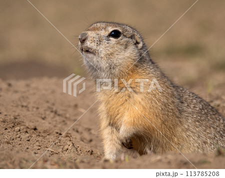 A prairie dog is looking at a camera on a grassy field. 113785208