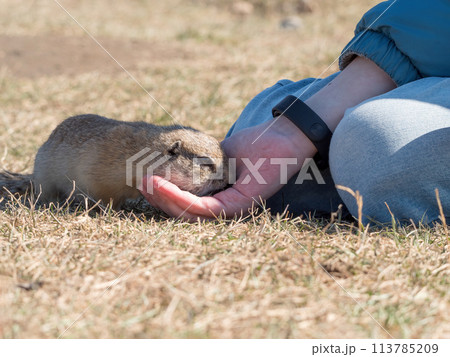 Prairie dog eating food from a human's hand 113785209