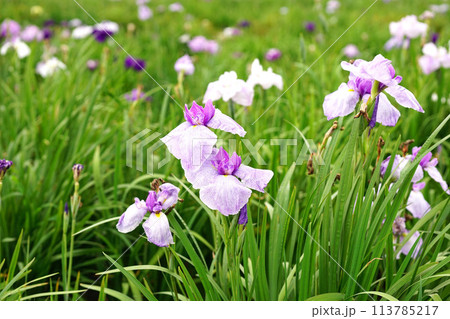 あやめの花 あやめの花 113785217