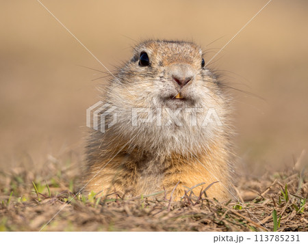 A prairie dog is looking at a camera on a grassy field. A prairie dog is looking at a camera on a grassy field. 113785231