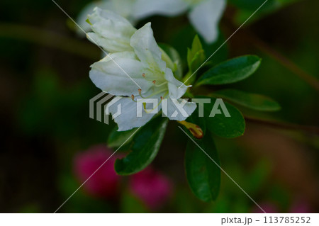 ツツジ科ヤマツツジの白花開花 ツツジ科ヤマツツジの白花開花 113785252