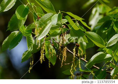 ブナ科コナラの雄花序 113785554