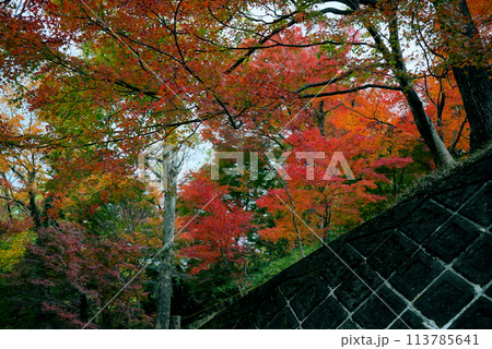 きれいな紅葉_もみじ谷 113785641