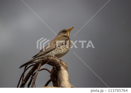 Song Thrush (Turdus philomelos) spring Song Thrush (Turdus philomelos) spring 113785764