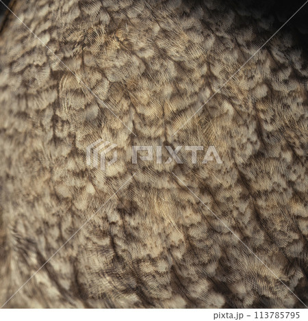 Owl feather, closeup photo of bird feather present a detail Owl feather, closeup photo of bird feather present a detail 113785795