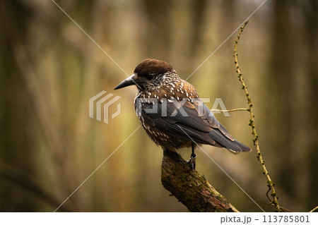 Bird nutcracker with ring close up 113785801