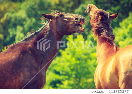 Two brown wild horses on meadow field 113785877