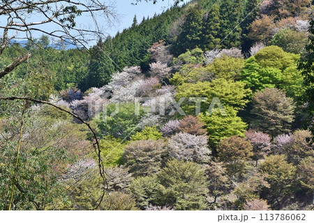 春の奥千本の桜　奈良 113786062