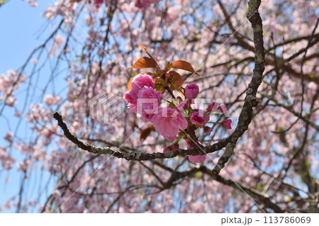 春の櫻本坊の八重桜と枝垂れ桜 奈良 春の櫻本坊の八重桜と枝垂れ桜 奈良 113786069