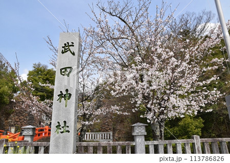 春の武田神社 山梨 春の武田神社 山梨 113786826