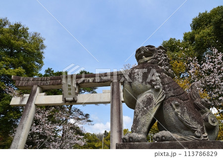 春の武田神社の鳥居と狛犬　山梨 113786829