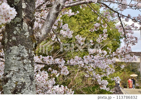 春の武田神社 山梨 春の武田神社 山梨 113786832
