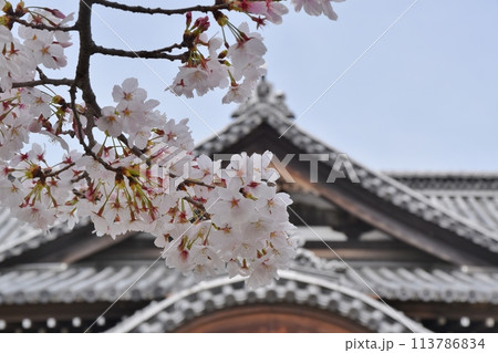 甲府城武徳殿と満開の桜 山梨 甲府城武徳殿と満開の桜 山梨 113786834