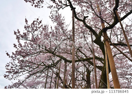 満開の山高神代桜　山梨 113786845