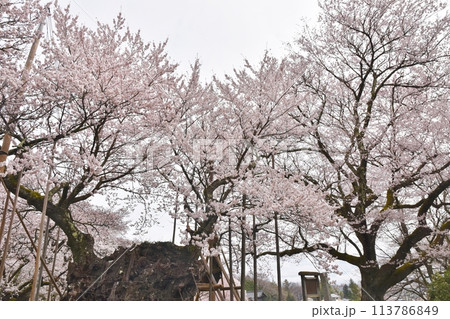 満開の山高神代桜 山梨 満開の山高神代桜 山梨 113786849