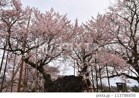 満開の山高神代桜　山梨 113786850