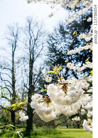 青空の下の葉が少し出始めた白い桜　ロンドン郊外のキューガーデンにて 113786854