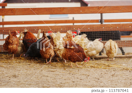Chickens are seen standing on top of a dirt ground, pecking and scratching at the surface. Chickens are seen standing on top of a dirt ground, pecking and scratching at the surface. 113787041