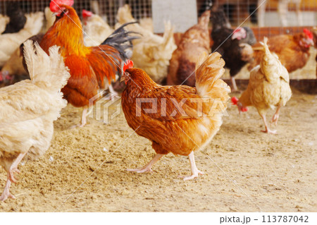 Chicken standing in a row, each clucking and pecking at the ground. Chicken standing in a row, each clucking and pecking at the ground. 113787042