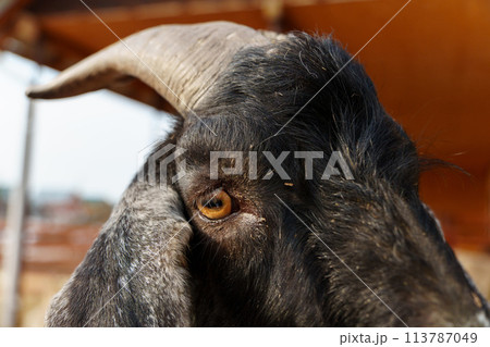 Goat peacefully grazing in field under the warm sunlight, showcasing its beauty and tranquility. Goat peacefully grazing in field under the warm sunlight, showcasing its beauty and tranquility. 113787049