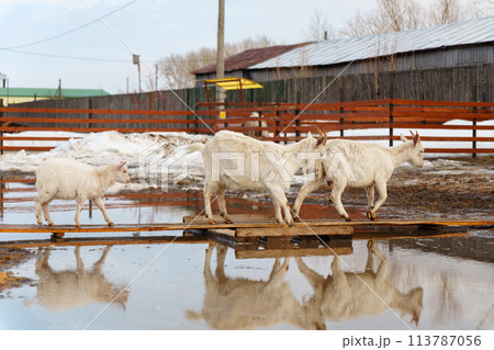Goat are standing inside a pen on a farm, with each goat looking towards the camera. Goat are standing inside a pen on a farm, with each goat looking towards the camera. 113787056