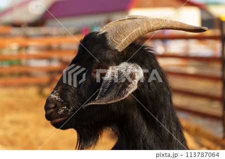 Goat peacefully grazing in field under the warm sunlight, showcasing its beauty and tranquility. Goat peacefully grazing in field under the warm sunlight, showcasing its beauty and tranquility. 113787064
