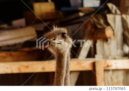 Ostriches standing in front of a building on an ostrich farm. Selective focus 113787065