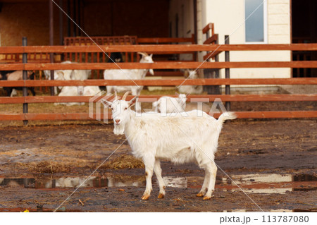 Goat on a farm, showcasing a typical scene in agriculture. 113787080