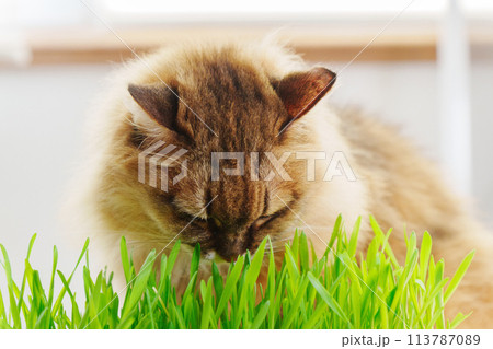 Cat eat fresh Grass Indoors, possibly as a way to aid its digestion. Selective focus 113787089
