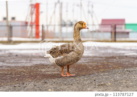 Goose ambles through a farm enclosure, basking in the gentle warmth of the morning sun. 113787127