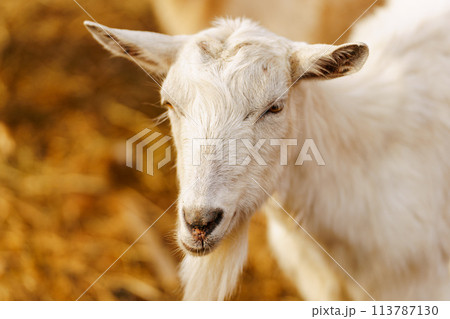 Close-up view of a curious goat surrounded by wooden fencing in a rustic pen. Close-up view of a curious goat surrounded by wooden fencing in a rustic pen. 113787130