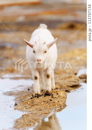 Goat on farm look peaceful and content in their enclosed environment. Selective focus 113787138
