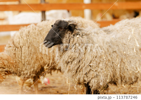 Sheep is standing proudly on a vast dry grass field in a farm setting Sheep is standing proudly on a vast dry grass field in a farm setting 113787246