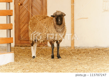 Sheep is standing proudly on a vast dry grass field in a farm setting Sheep is standing proudly on a vast dry grass field in a farm setting 113787247