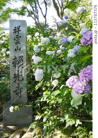 頼光寺の紫陽花 113787376