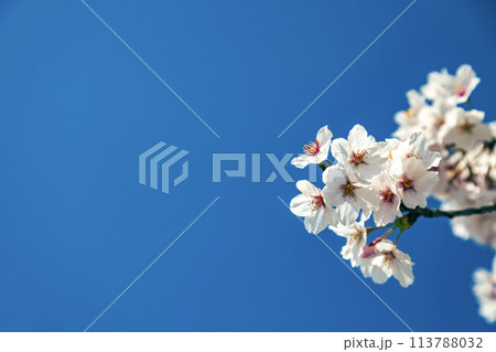 コピースペースのある、雲のない青空を背景にした桜の花のクローズアップ 113788032