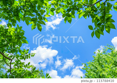 Fresh green leaves frame a clear blue sky...のイラスト素材 [113788410] - PIXTA
