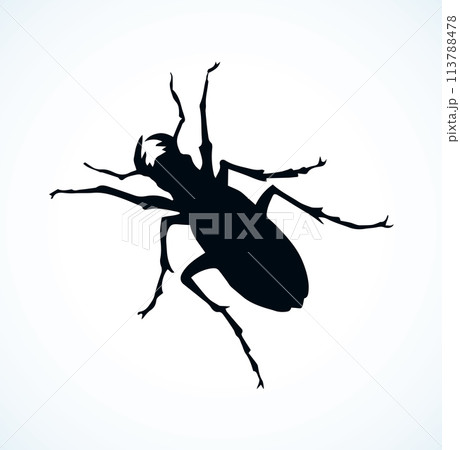 Beetle barbel. Vector drawing Beetle barbel. Vector drawing 113788478