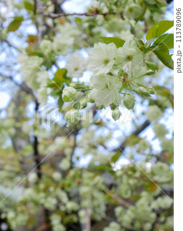 青空に咲く緑の桜　御衣黄桜　 113789096